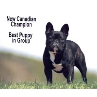 Taylor Ranch Kennels Perm. Reg'd French Bulldog breeder