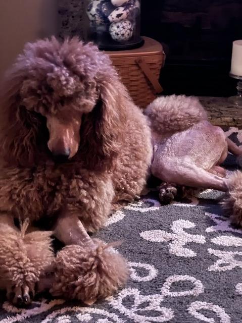 Poodle Standard Stud 31477