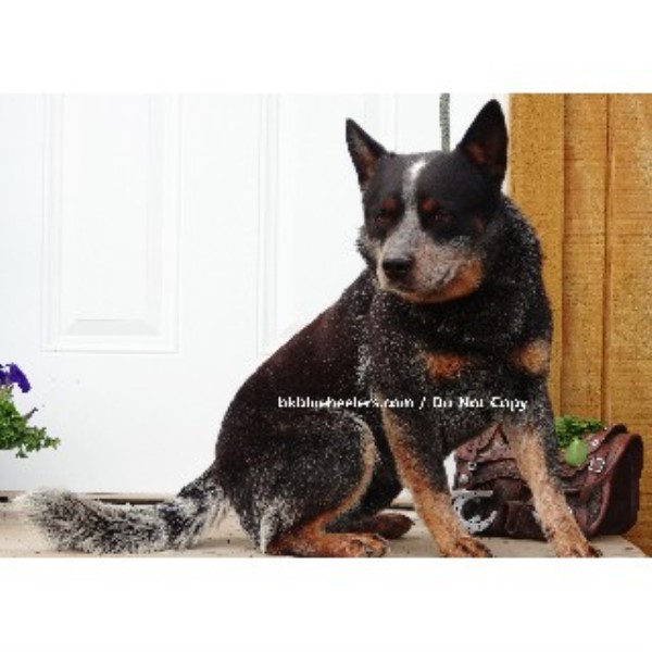 dachshund puppies for sale in new braunfels burnt kerosene blue heelers australian cattle breeder in new braunfels dachshund puppies for sale in new braunfels burnt kerosene blue heelers australian cattle breeder in new braunfels