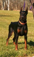 Bobbi ann Hagner - Doberman Pinscher Stud