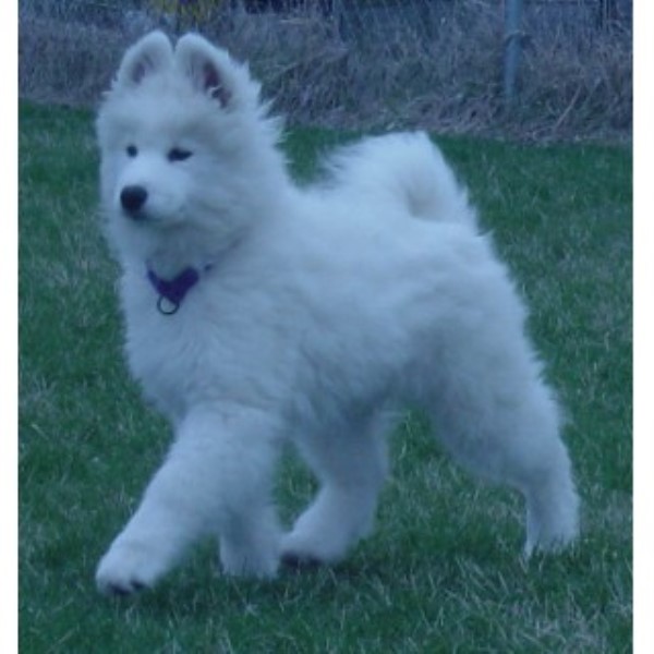 45+ Samoyed Breeders