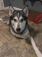 Jessica - Siberian Husky Stud