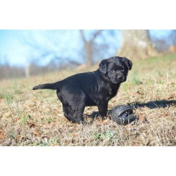 Labrador Retriever Breeder 21696