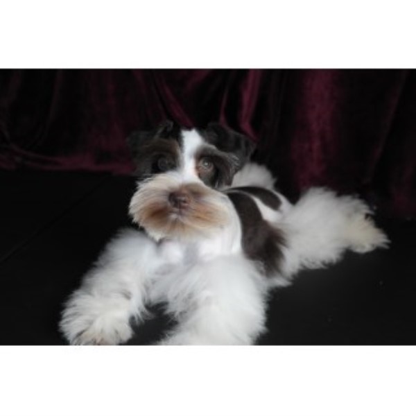 Miniature Schnauzer Breeder 25230