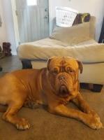 Devan Hoey - Dogue De Bordeaux Stud
