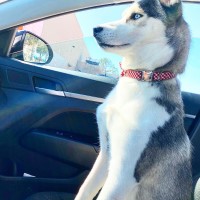 Bianca - Siberian Husky Stud