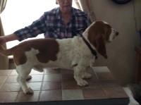 Basset Hound thumbnail