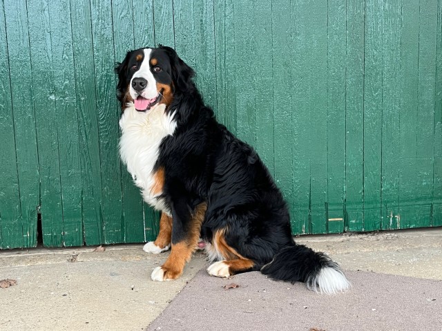 Bernese Mountain Dog Stud 31060