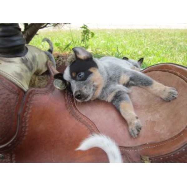 Australian Cattle Dog Breeder 22512