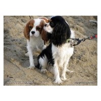 Royal Flush Cavaliers Cavalier King Charles Spaniel breeder