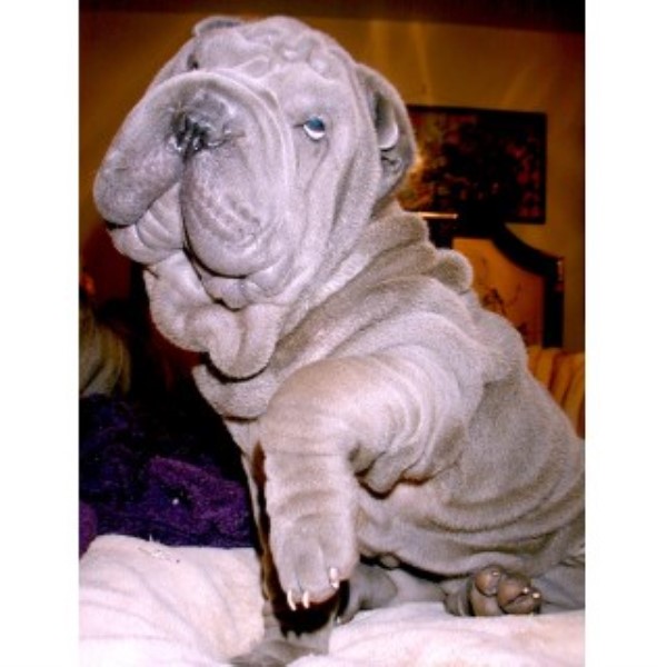 BEAUX-ART CHINESE SHAR PEI