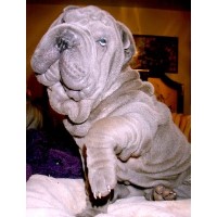 BEAUX-ART CHINESE SHAR PEI Chinese Shar Pei breeder