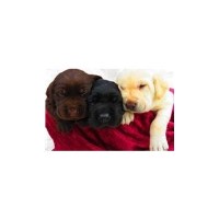 Blair's Labradors Labrador Retriever breeder