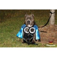 Cock Diesel Kennels American Pit Bull Terrier breeder