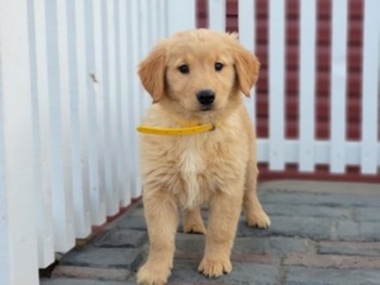 Golden Retriever Stud 31923