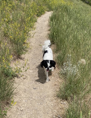 Japanese Chin Stud 28860