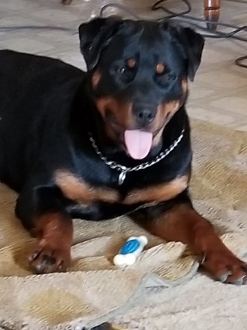 Rottweiler Breeder 27100