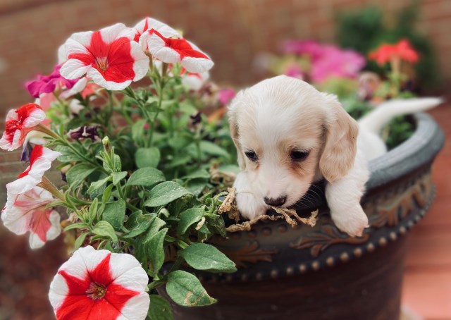 Dachshund Breeder 31888