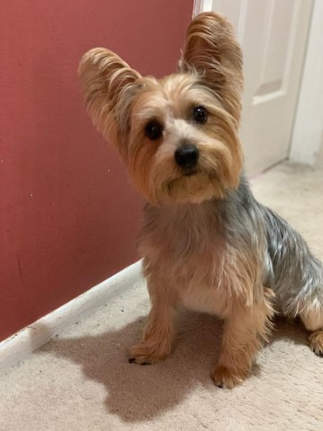 Yorkshire Terrier Stud 31526