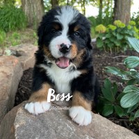 J&B Doodles Bernese Mountain Dog breeder