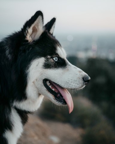 Siberian Husky Stud 29250