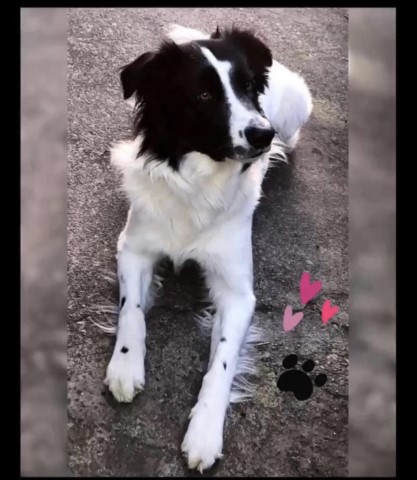 Border Collie Stud 28658