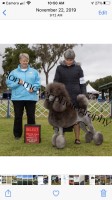 Don Shephard - Poodle Standard Stud