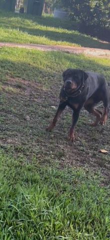 Rottweiler Stud Service