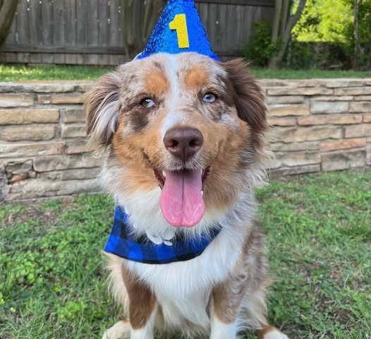 Bucky - Red Merle