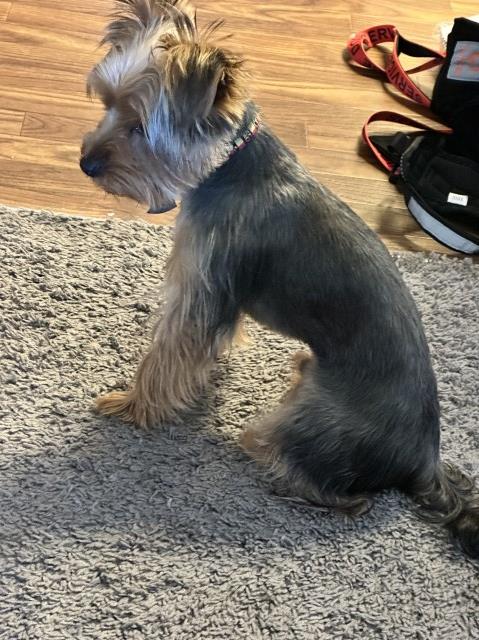 Yorkshire Terrier Stud 31449