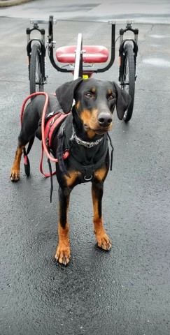 Emerald Eire Dobermanns