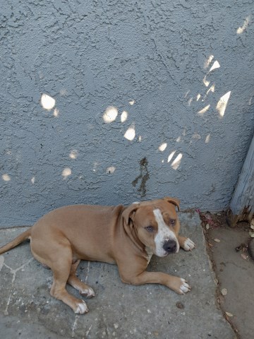 karelee corona