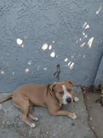 karelee corona - American Staffordshire Terrier Stud