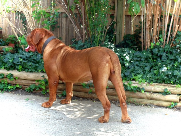 Dogue De Bordeaux Breeder 9938