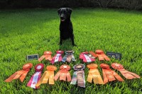 Carl Thompson - Labrador Retriever Stud