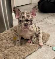 K&B Frenchiez French Bulldog breeder