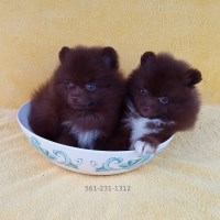 Larry - Pomeranian Breeder Pomeranian breeder