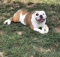 Ashley - English Bulldog Stud