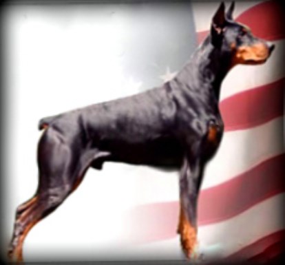 Doberman Pinscher Breeder 25351