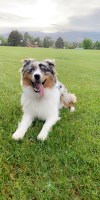 Gaby - Australian Shepherd Dog Stud
