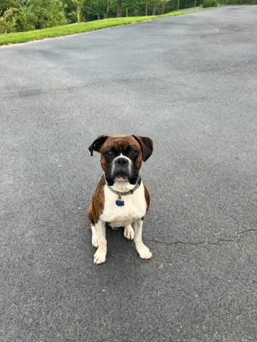 Boxer Stud 31311