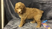 Wheeler’s Puppy Place Poodle Standard breeder