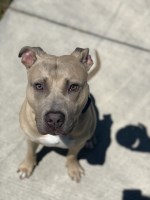 Klynton rhodes - American Pit Bull Terrier Stud