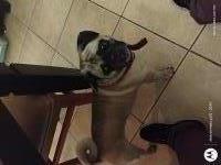 Pug stud Roscoe Pug breeder