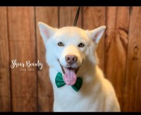 Rene Montelongo - Siberian Husky Stud