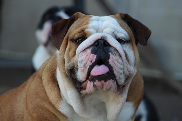 English Bulldog Stud 29217