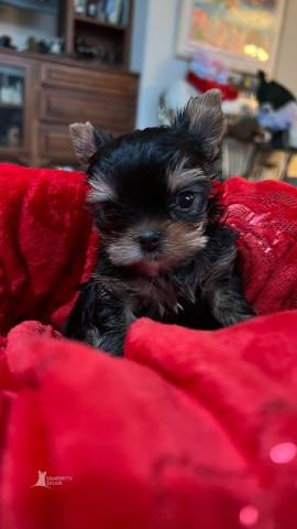 Yorkshire Terrier Breeder 30965