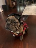 Sofia D - French Bulldog Stud