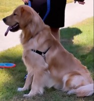 Summer - Golden Retriever Stud