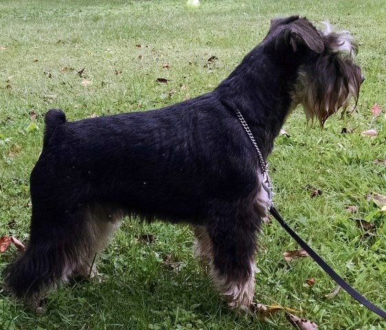 Miniature Schnauzer Breeder 21495